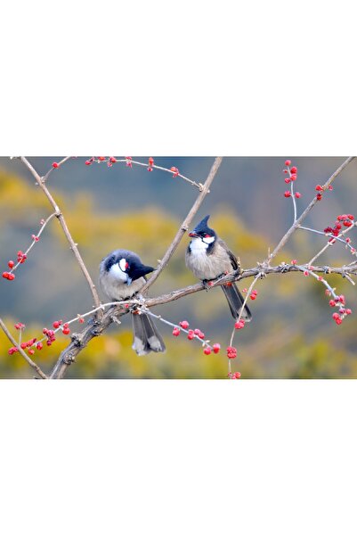 media Πίνακας σε καμβά: Πουλιά στο δέντρο, 90 x 60 εκ.