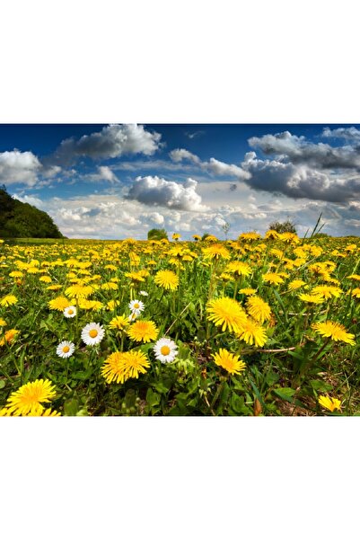 media Πίνακας σε καμβά Αγρόκτημα με πικραλίδες, 105 x 70 εκ.