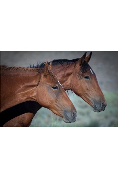 media Πίνακας σε καμβά Cai21, 105 x 70 εκ.