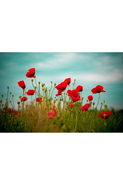 media Πίνακας σε καμβά Αγρόκτημα με παπαρούνες, 90 x 60 εκ.