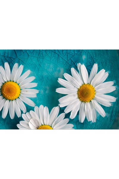 media Πίνακας σε καμβά Λευκά Χρυσάνθεμα, 60 x 40 εκ.