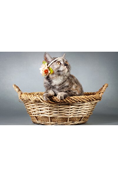 media Πίνακας σε καμβά Γάτα 1, 60 x 40 εκ.