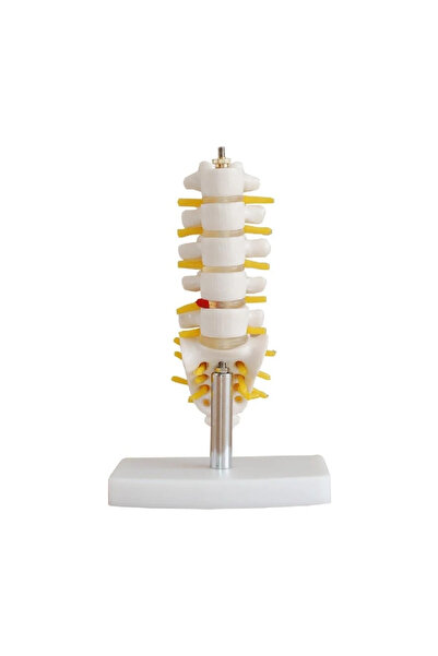 EgeAnatomi Maketleri Lumbar Vertebra Modeli Küçük Boy