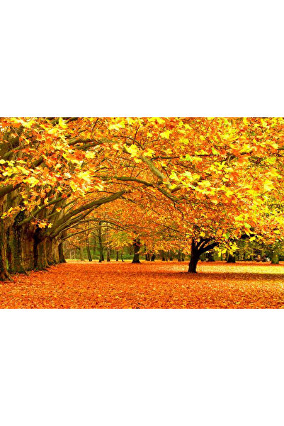 media Πίνακας σε καμβά: Φθινόπωρο στο σοκάκι, 60 x 40 εκ.