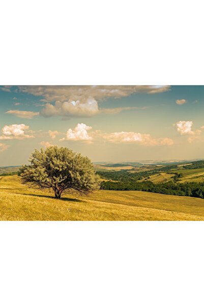 media Tablou canvas Copac singuratic, 45 x 30 cm