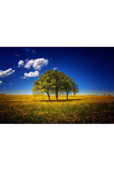 media Tablou canvas O singura coroana, 90 x 60 cm