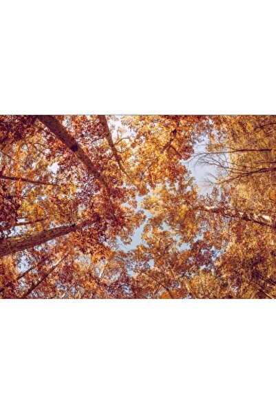 media Πίνακας σε καμβά: Ουρανός όρασης φθινοπώρου, 60 x 40 εκ.