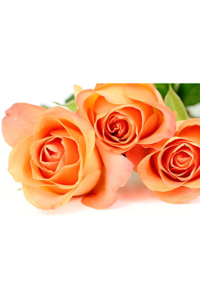 media Πίνακας σε καμβά Πορτοκαλί Τριαντάφυλλα 2, 90 x 60 εκ.