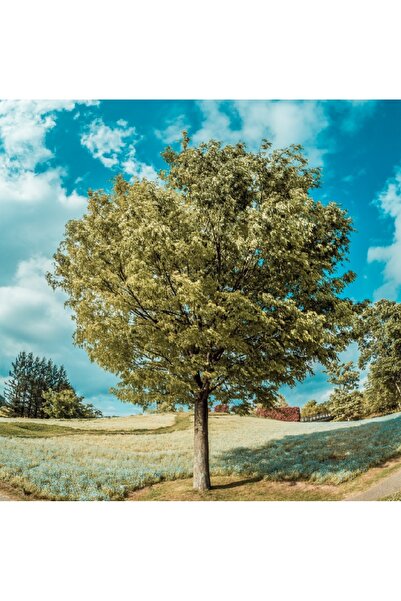 media Πίνακας σε καμβά με δέντρα11, 70 x 70 εκ.