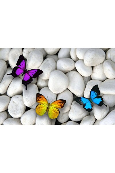 media Πίνακας σε καμβά: Πολύχρωμες πεταλούδες πάνω σε λευκές πέτρες, 90 x 60 εκ.