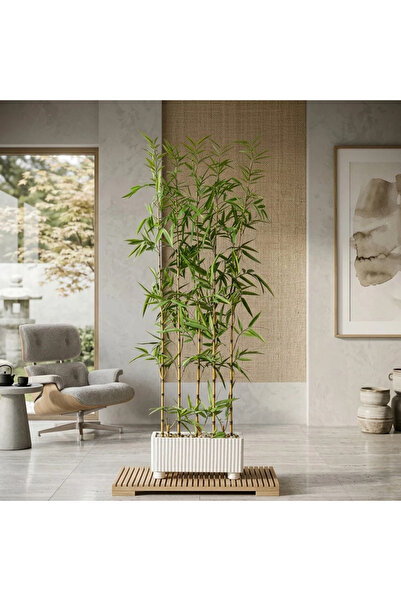 Al Hadaya Mall شجرة الخيزران مع قاعدة خشبية فاخرة - أبيض - 40x13x150 سم