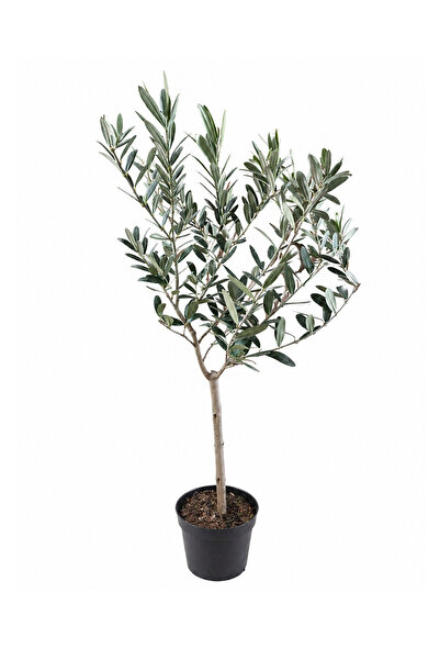 ERNAZ Zeytin Bonsai Ağacı 40–50 cm | 12 cm Saksı | Canlı Dekoratif İç Mekan B...