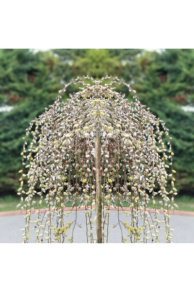 Ecotera Αγριοστάχυα κατσίκας (Salix caprea 'Pendula') – κλαίσιμο διακοσμητικό...