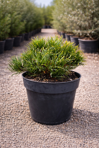 Ecotera Νάρκισσος Μούγκο (Pinus mugo Pumilio) – διακοσμητικό ελαίοφυλλο, εξαι...