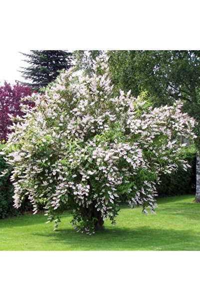 Ecotera Δεουτσία (Deutzia) – διακοσμητικό θάμνο με λευκά ή ροζ άνθη, γλάστρα ...