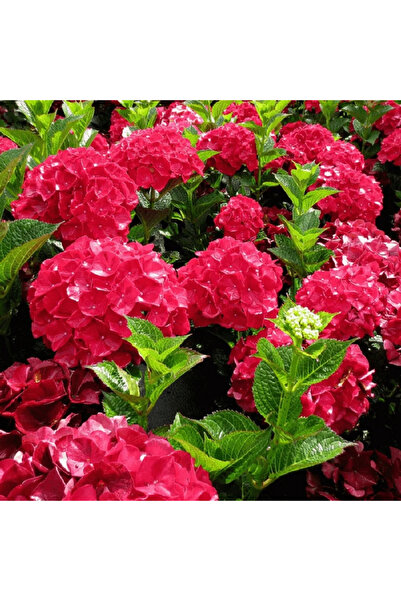 Ecotera Ορτανσία (Hydrangea macrophylla) – διακοσμητικό θάμνο με κόκκινα άνθη...