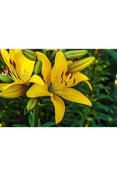 Ecotera Κρίνος (Lilium 'Pavia') – διακοσμητικό φυτό, με μεγάλα αρωματικά άνθη...