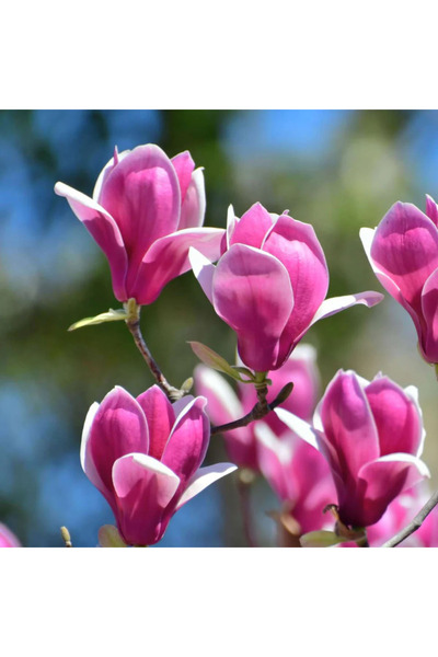 Ecotera Μανόλια 'Σούζαν' – διακοσμητικό θάμνο με αρωματικά μωβ-μοβ άνθη, γλάσ...