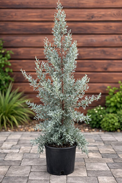 Ecotera Κυπαρίσσιος της Αριζόνας (Cupressus arizonica) – διακοσμητικό ελαίοφυ...