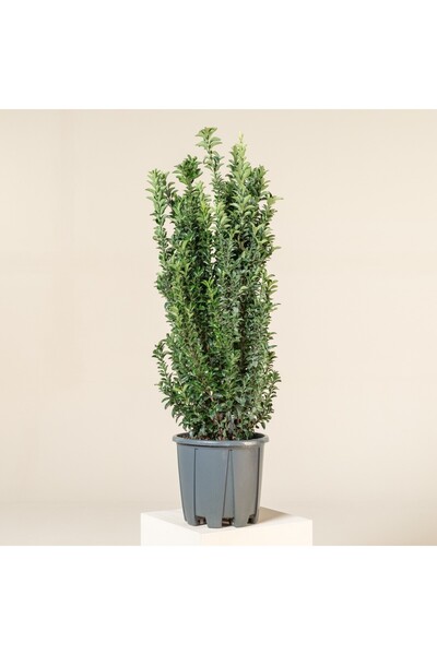 Ecotera Ιαπωνικό Σπιντλ (Euonymus japonicus 'Benkomasaki') – κολωνοειδές διακ...