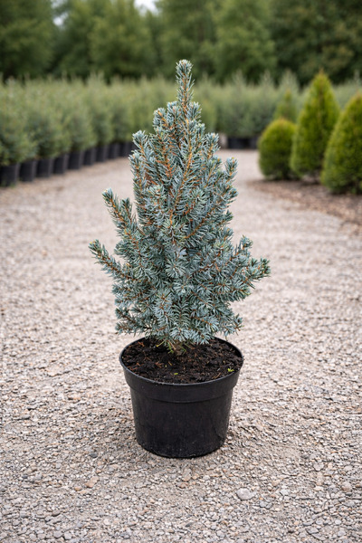 Ecotera Νάνος Μπλε Έλατο (Picea glauca 'Sanders Blue') – διακοσμητικό αιθέριο...