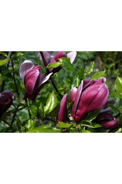 Ecotera Μανόλια (Magnolia liliiflora 'Nigra') – διακοσμητικό θάμνο, μωβ άνθη,...