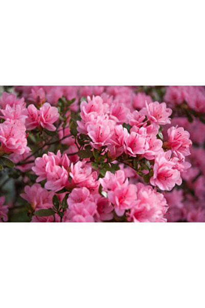 Ecotera Αζαλέα (Ροδόδενδρο) – διακοσμητικό θάμνο, εντυπωσιακά άνθη, γλάστρα C...