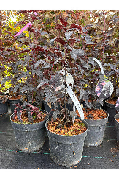 Ecotera Φυσοκάρπους "Πάνθηρας" (Physocarpus opulifolius) – διακοσμητικό θάμνο...