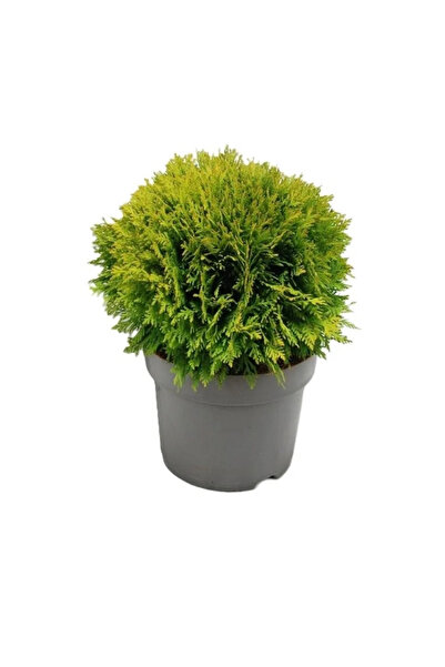 Ecotera Θούγια δυτική – σφαιρικό διακοσμητικό κωνοφόρο φυτό, βαθύ πράσινο, σε...