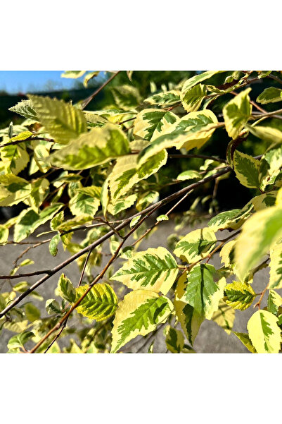 Ecotera Σημύδα (Betula) – διακοσμητικό δέντρο με κομψό φύλλωμα και λευκόρευστ...