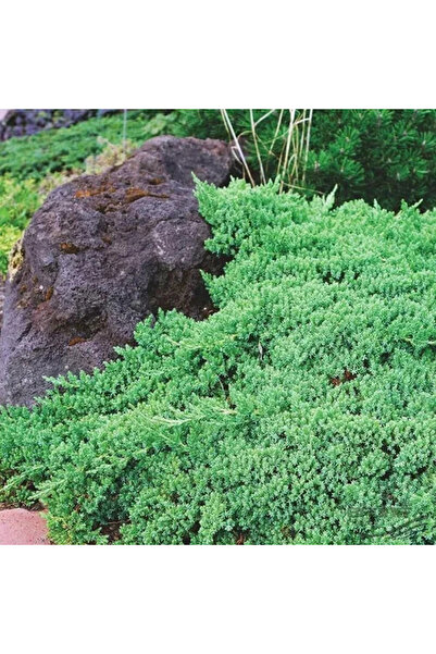 Ecotera Χορταριά κατακροτή (Juniperus procumbens 'Nana') – εκρούπωτο διακοσμη...
