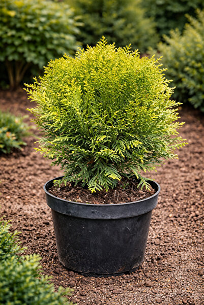 Ecotera Θούγια Ντάνικα (Θούγια Οκσιντάλις) – σφαιρικός νάνος ξενιφέας, ανθεκτ...