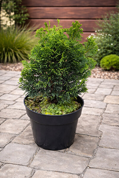 Ecotera Νάνος Ιαπωνικός Κυπαρίσσιος (Chamaecyparis obtusa 'Nana Gracilis') – ...