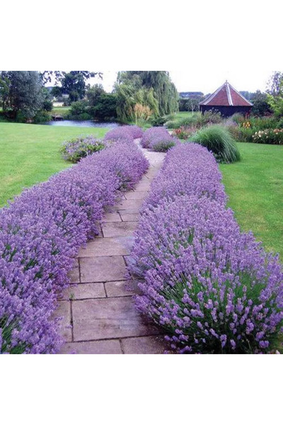 Ecotera Λεβάντα (Lavandula angustifolia) – αρωματικό και διακοσμητικό φυτό, α...