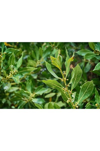Ecotera Δαμασκηνιά (Laurus nobilis) – διακοσμητικό και αρωματικό θάμνο, γυαλι...
