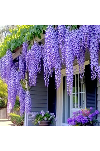 Ecotera Γουιστέρια (Wisteria sinensis) – διακοσμητικό αναρριχώμενο φυτό, αρωμ...