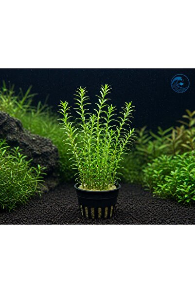 Aqua Expert Kolay Akvaryum Bitkisi | Rotala Rotundifolia Green | Saksılı | 5 ...