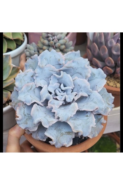 SukuLand Echeveria Crispate Beauty kore ithal koleksiyonluk özel tür sukulent...