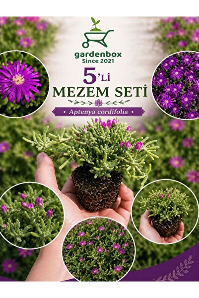 Bitkim Sende Mezem Yer Örtücü Acem Halısı Çiçeği Mezarlık Üstüne Uygun 3 Adet...