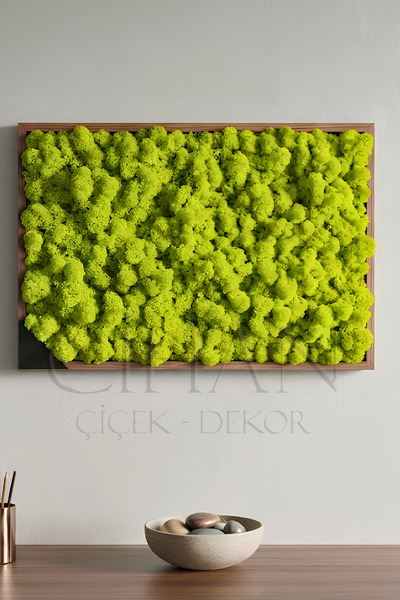Cihan Çiçekçilik Açık Yeşil Şoklanmış Norveç Moss (Ren Geyiği Yosunu) 500 gr