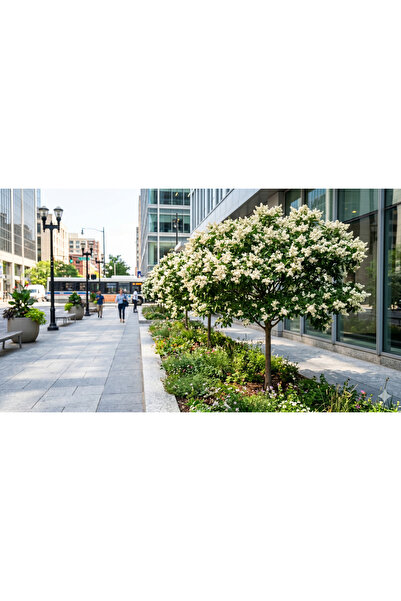 Zambak Botanik 2 Adet Fidan Poşette Canlı Parlak Yapraklı Ligustrum 50-80 CM ...