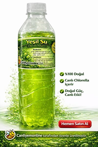 Koçlar yeşil su
