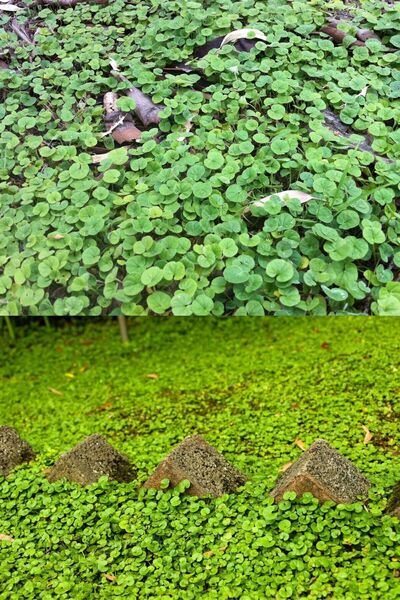 Asel Farm Dichondra Repens Fare Kulağı Tohumu Kundura Çimi 150 gr