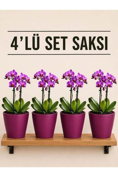 NEXVORİA 4 Lü Bordo Renk Orkide Saksısı