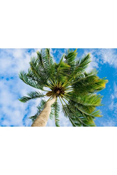 media Πίνακας σε καμβά: Φοίνικας κάτω από τον ουρανό, 75 x 50 εκ.