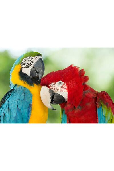 media Πίνακας σε καμβά Πουλιά 6, 60 x 40 εκ.