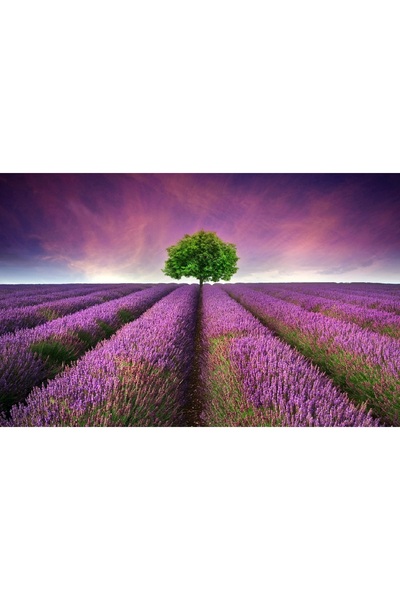media Πίνακας σε καμβά: Πράσινο δέντρο σε χωράφι με λεβάντα, 90 x 60 εκ.