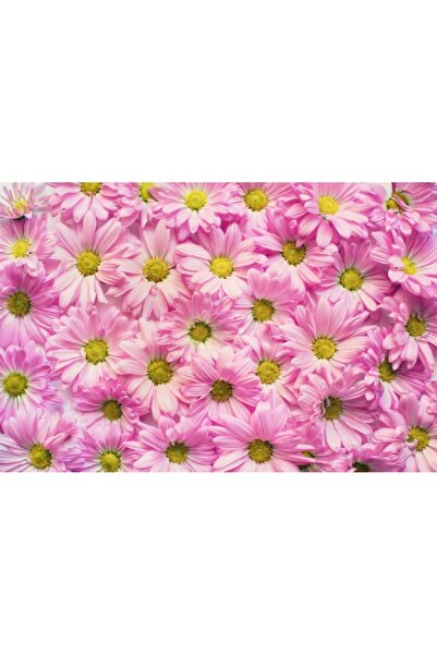 media Πίνακας σε καμβά Ροζ Μαργαρίτες, 60 x 40 εκ.