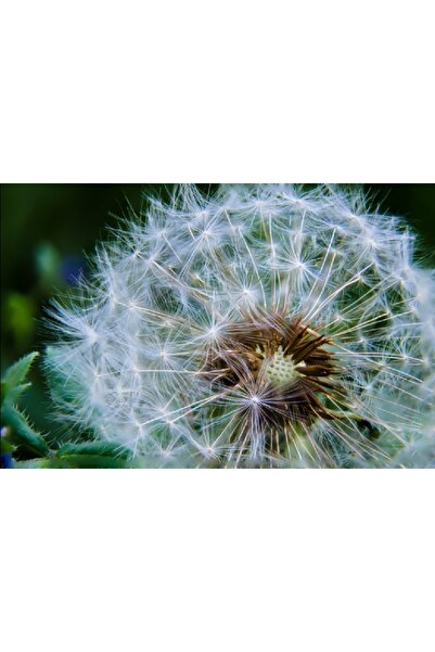 media Πίνακας σε καμβά Πτήση του Πικραλίδα, 45 x 30 εκ.