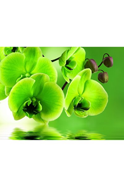 media Πίνακας σε καμβά Πράσινες Ορχιδέες, 75 x 50 εκ.
